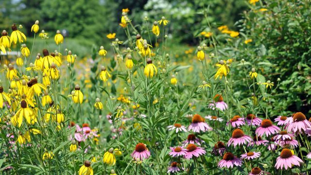 July Gardening: Late Season Plants to Brighten Your Yard