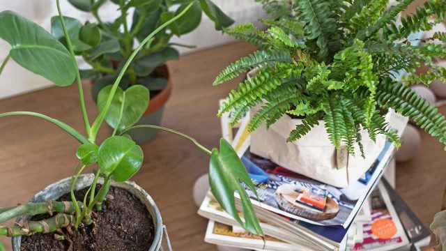 Unconventional Gardening Tips:
