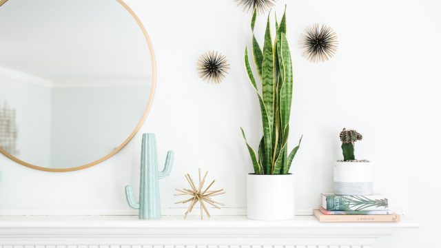 Discover IKEA's Hidden Gem: The Wonders of Its Plant Department