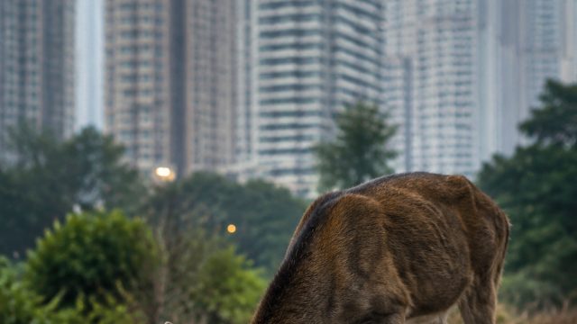 Concerns Rise as Wildlife Struggles in Urban Environments