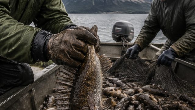Urgent Measures Needed for Fishermen to Combat Invasive Fish Species