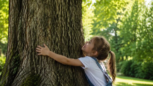 Canadian Town Grants Rights to Trees: A Groundbreaking Environmental Move