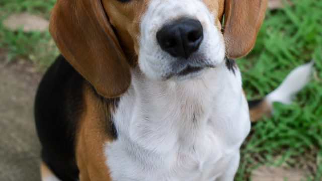 Help Lilly the Beagle Find Her Forever Home Today!
