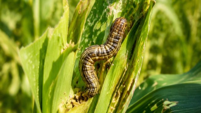 Protect Your Crops: Understanding the True Armyworm Threat This Season | jasabola slot, helo4d, kaya