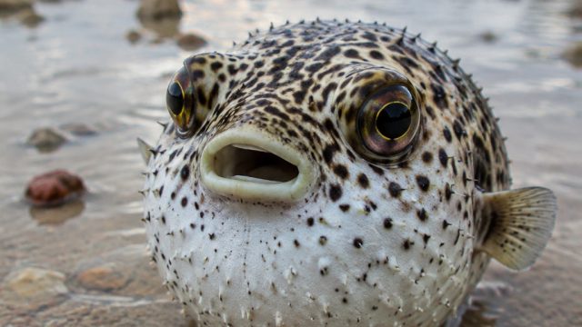 Beware the Pufferfish: A Rising Threat to Coastal Safety